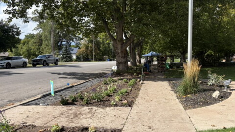 Plants in a row between a tree-lined street and sidewalk sit planted in soil. A blue roofed tent is farther down the sidewalk under trees. A light pole stands tall in soil on the right side of the sidewalk and a grey truck and white sedan are parked on the opposite side of the street.