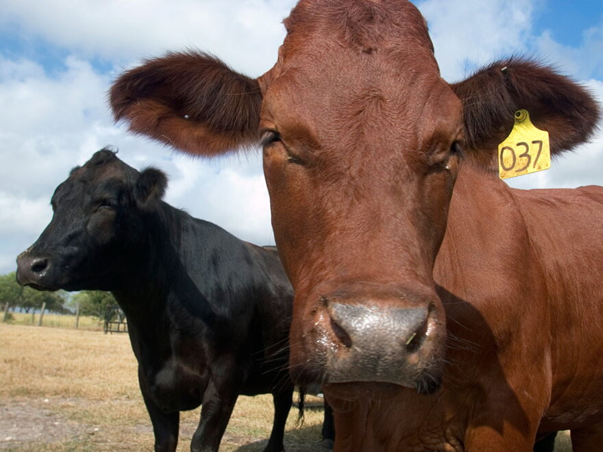 Cloned cows on a farm outside Austin, Texas, in 2005. British food safety officials are trying to determine how a bull from the embryo of a cloned U.S. cow came to be slaughtered and eaten in Britain.