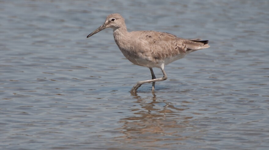 A Willet