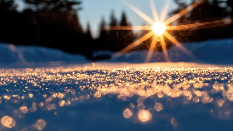 Ground level view of snow on ground with sun rays shining and creating lit-up ice granules; pine trees in background