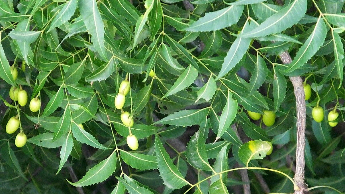 Neem Tree | KUER