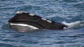 A North Atlantic right whale feeds on the surface of Cape Cod bay off the coast of Plymouth, Mass., on March 28, 2018. A federal appeals court has sided with commercial fishermen Friday, June 16, 2023, who say new restrictions aimed at saving the North Atlantic right whale, a vanishing species of whale, could put them out of business. The fishermen and the state of Maine appealed their case of the U.S. Court of Appeals for the District of Columbia Circuit after losing in a lower court.