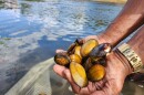Neosho Mucket mussels being released into the Neosho river.