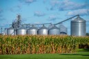 Silos sit in the background of a cornfield in Richville Michigan, September 26, 2019. Nitrogen fertilizer often is used on corn crops and is a major expense for farmers.