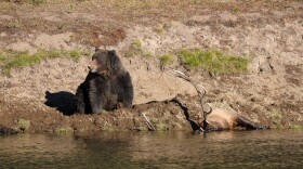 Grizzly bear sitting on a cached elk carcass