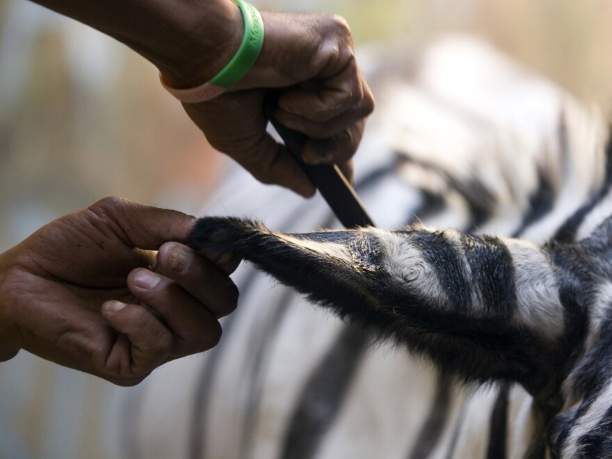 A donkey gets black zebra stripes painted on his ears in a downtown alley in Tijuana, Mexico, in 2008.