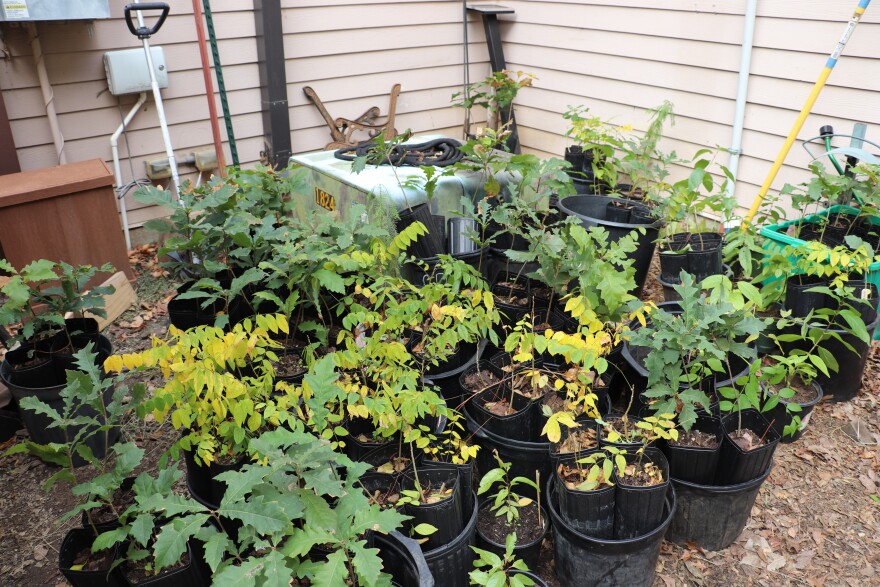 Joe Marcoux grew nearly 300 saplings for planting and the book sale — from seeds he collected in the park, like bur oak black walnut, and Kentucky coffee tree.