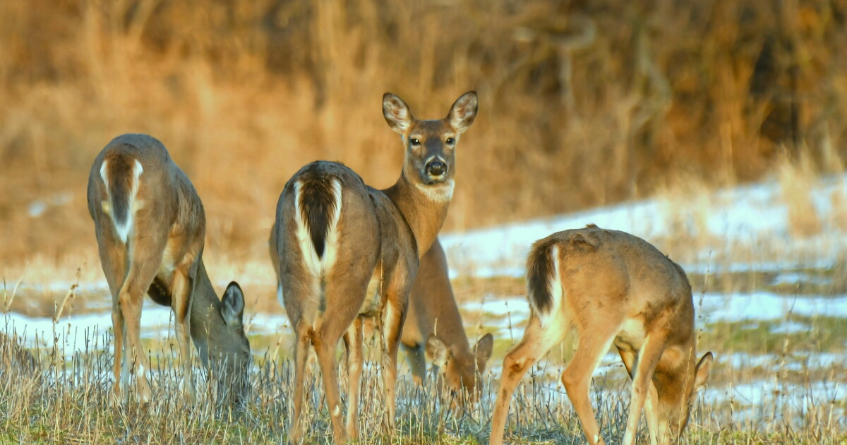 New Method Enhances CWD Testing in White-Tailed Deer