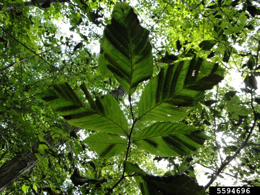 Dark, thickened stripes between leaf veins are early signs of beech leaf disease.