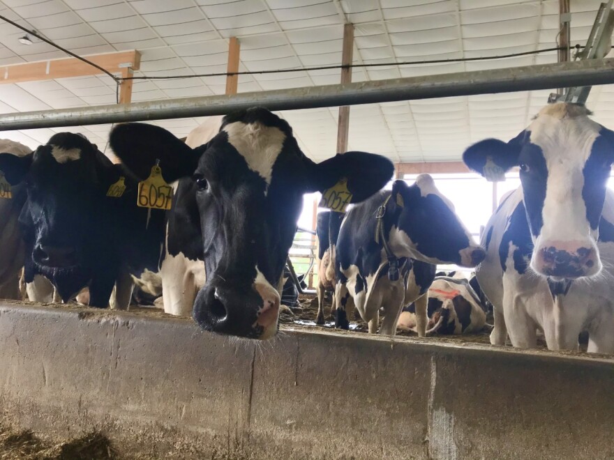 An image showing black and white dairy cows