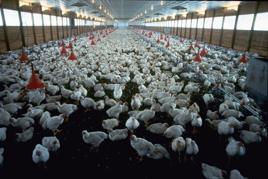 A photo of a poultry house.