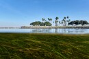 Eelgrass sways in the current in San Diego's Mission Bay, Tuesday, Dec. 2, 2025.