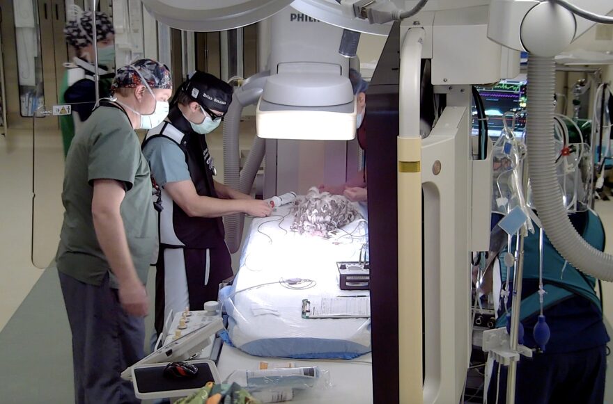 Dr. Matt Johnston, left, observes Dr. Brian Scansen with Blue in the CSU operating room.