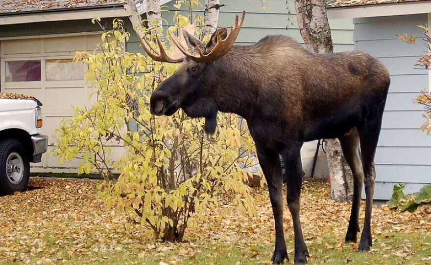 Unlocking the Mystery: How Heavy are Moose Antlers?