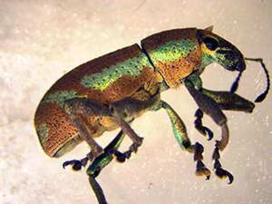 Citrus Weevil