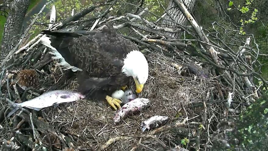 Surrounded by the remnants of a meal, one of the adult bald eagles watches over the eaglet and the hatching egg. Both the male and female — that is, both Mr. President and The First Lady — take turns in the nest.