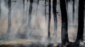 "There's a longer history of parts of the environmental movement in the United States and beyond being tinged with xenophobia and racism."