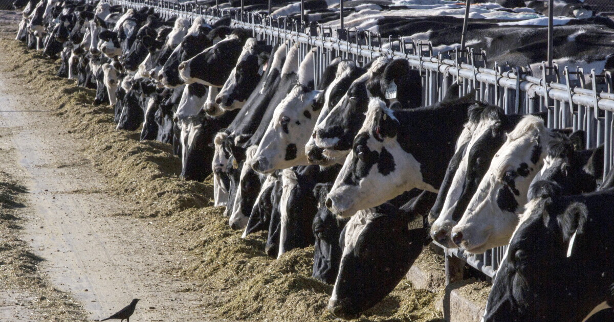 How are tariff-free beef imports impacting North Texas ranchers?