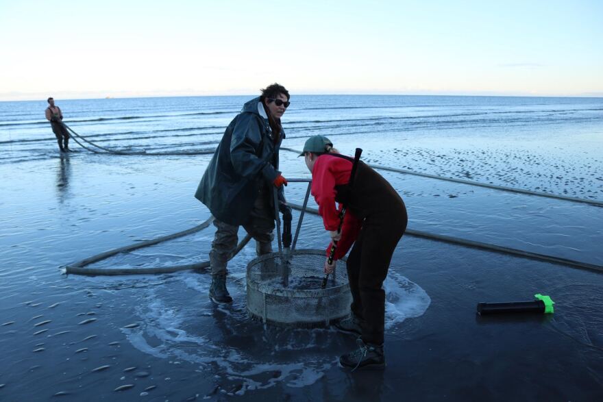 Razor clam digs scheduled for next week