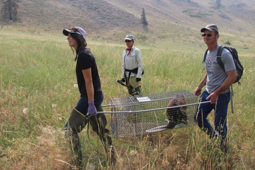 Members of the Methow Beaver Project carry a beaver named Chomper to a relocation site in the Methow Valley in northern Washington. Restoration and relocation efforts such as this are gaining momentum across the country as more people start to recognize the ecological benefits of having beaver on the landscape.