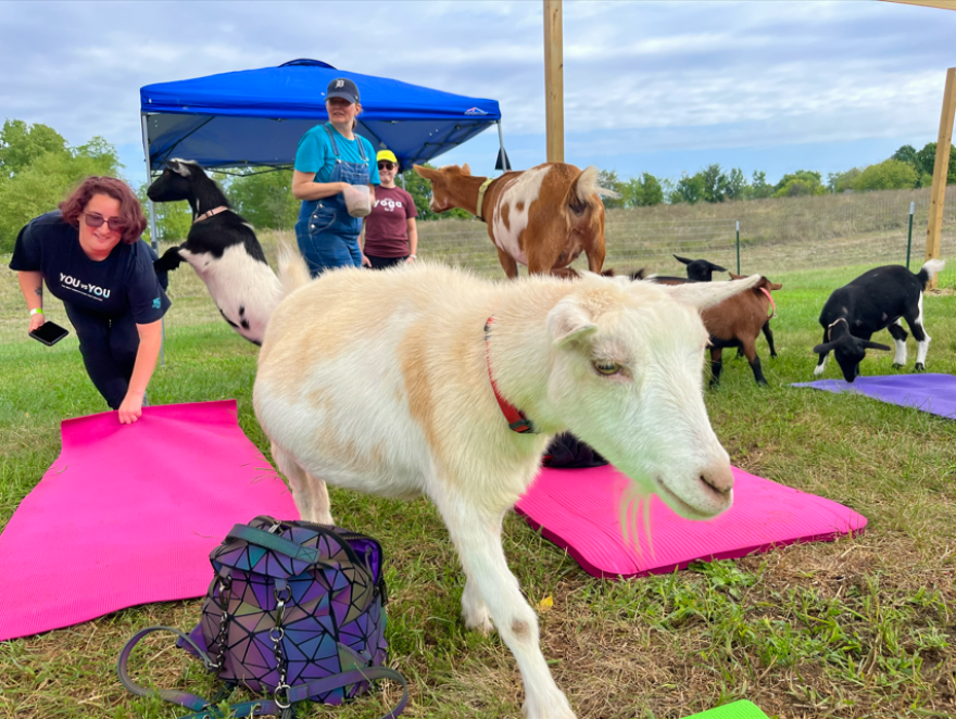 Multiple goats wander among participants of the September 5 goat yoga session at Maybury Farms, with one goat standing on one participant's back