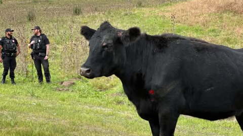 A black cow standing in grass in front of two police officers