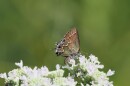 A juniper hairstreak butterfly sits atop a plant. 