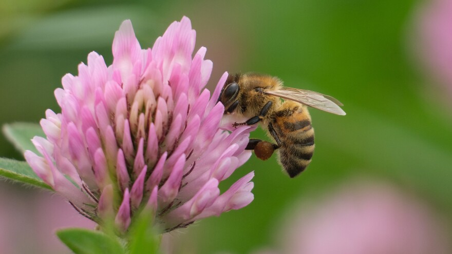 A bee sucks nectar from a flower in Berlin, Germany. Bee populations are in decline in industrialized nations across the globe.