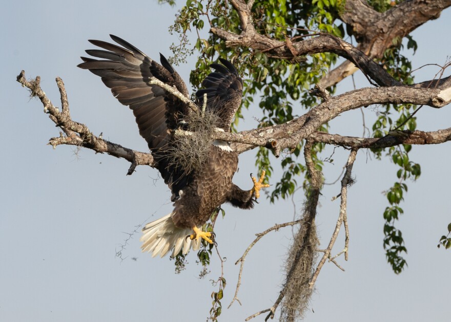 <em>Majestic and Graceful Bald Eagle</em> (in the United States).