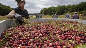 A worker at a bog owned by Carver-based Decas Cranberry Products, Inc., removes vines from a batch of just-harvested berries. (Jesse Costa/WBUR)