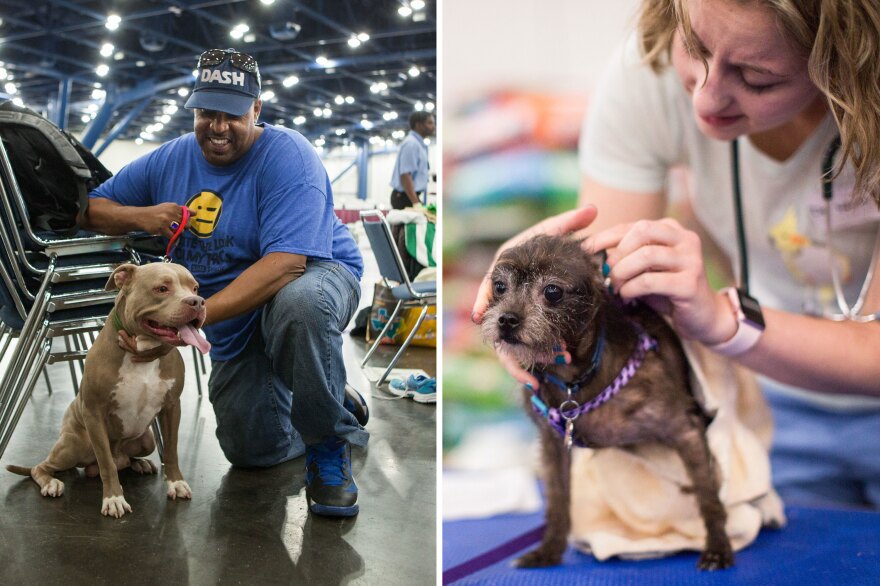 (Left) "What is going on with Blue is he is homeless just like we are," Blue's owner Gary Singletary says. (Right) Dr. Joanna Web gives some Benadryl to dog Chloe to help with itchy ears.