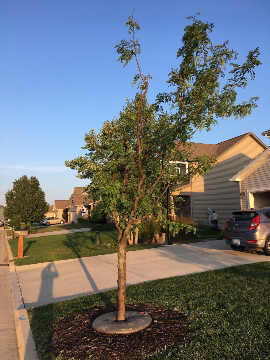 Dying tree in Normal