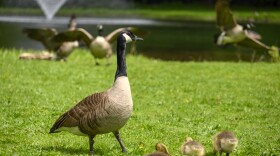 Geese forage on the Bristol