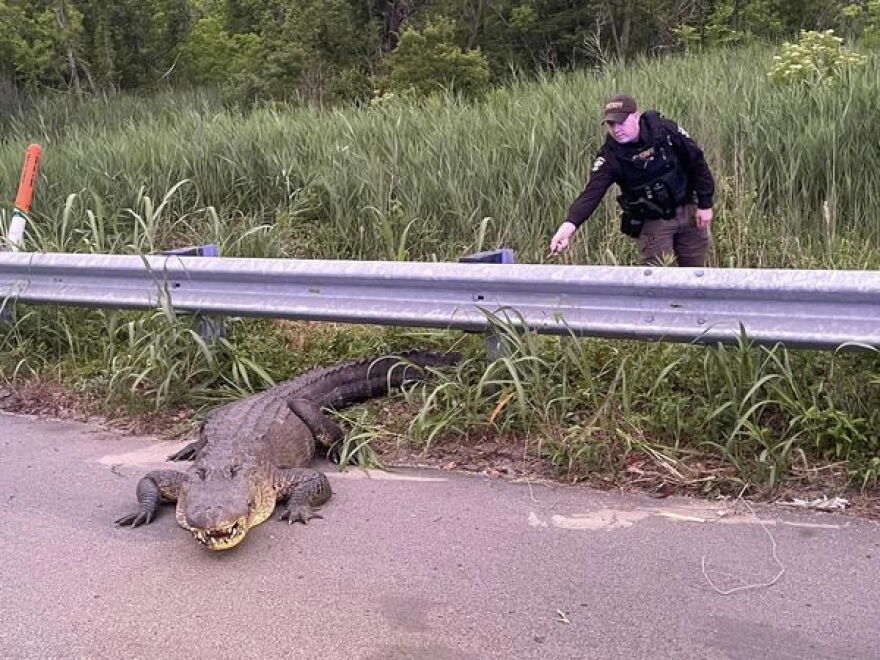 Brunswick County Deputies Branch, Sutton and Nichter safely removed the gator from the highway twice.