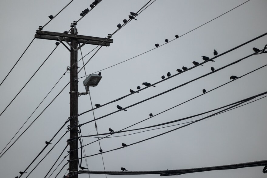 Birds sit on power lines along South Congress Avenue as a winter storm hits the area Monday. 