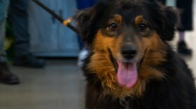 Rose, one of 42 Australian Shepherds seized from the home in DeKalb County Monday night. The dogs were transported to Humane Fort Wayne where they were all immediately vaccinated and received fresh food and water before being assessed the next day.