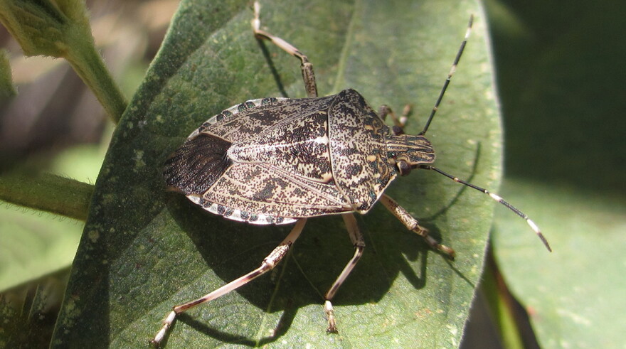An Atelocera species (bark stink bugs)