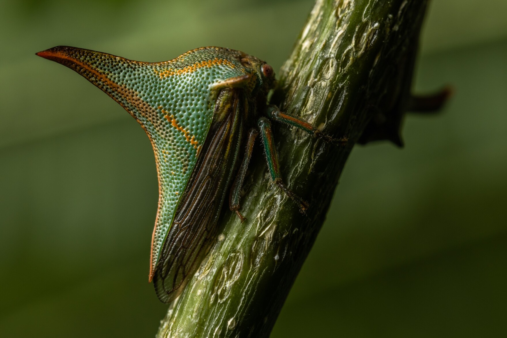 Missouri scientist is studying vibrational insect sounds | STLPR