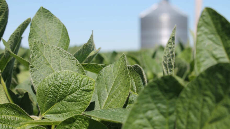 Soybeans have been at the center of a controversy over the use of dicamba, an herbicide which can drift over property lines and cause damage to neighboring crops. A new type of soybean seed, engineered to withstand dicamba, is seizing a majority of the market.