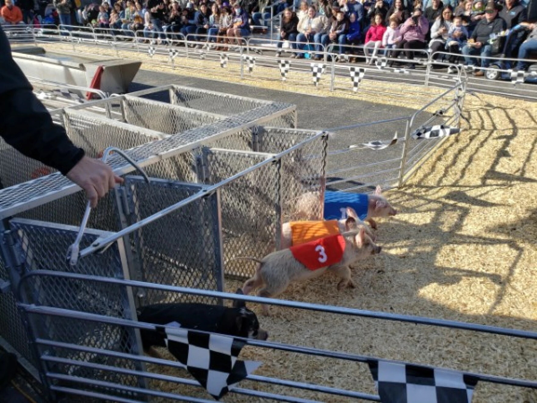Pig Routing Horses City Council approves ban of horse-drawn carriage industry on five-year ...