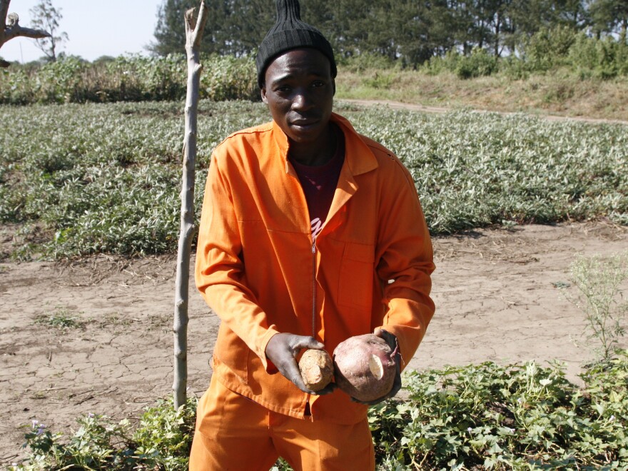 Arcanjo Alfabeto Cosim works on a farm that grows orange sweet potatoes and distributes vines to other farmers to plant.
