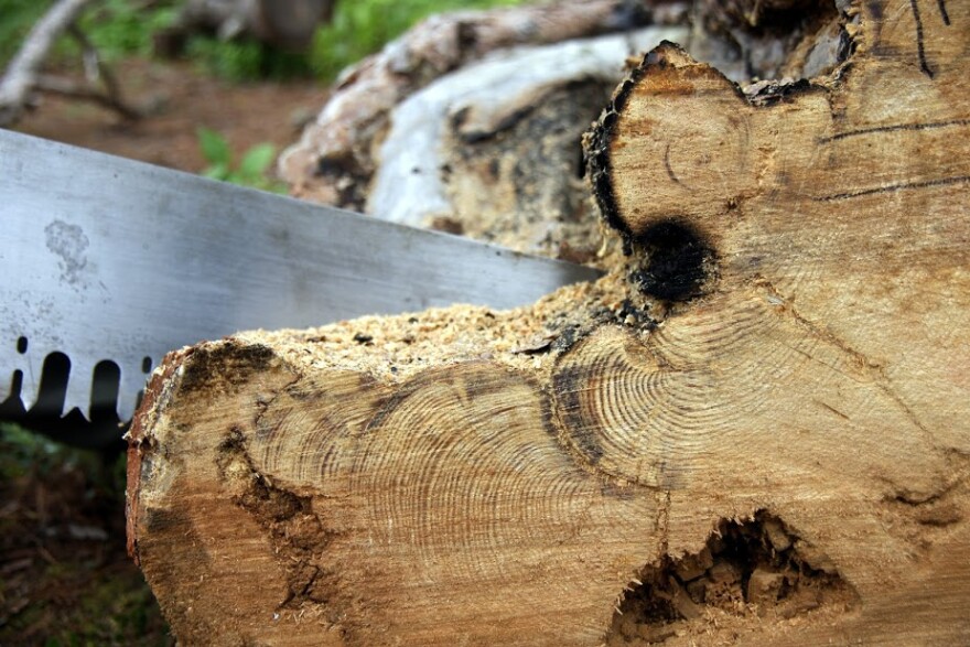 Researchers cut through a dead and fallen red pine with a crosscut saw