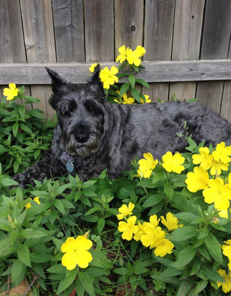 Porsche (a dog) in Lillies (flowers)