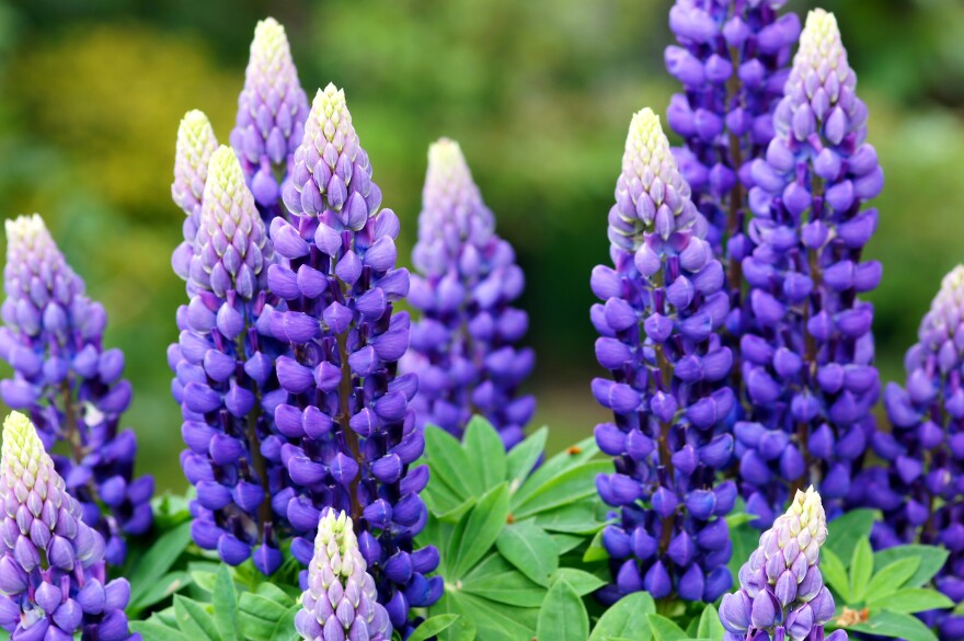 Plant Your Own Mini Meadow Full Of Lupines The Bright Colorful Spires Will Attract Pollinators Vermont Public Plant Your Own Mini Meadow Full Of Lupines The Bright Colorful Spires Will Attract Pollinators Vermont Public