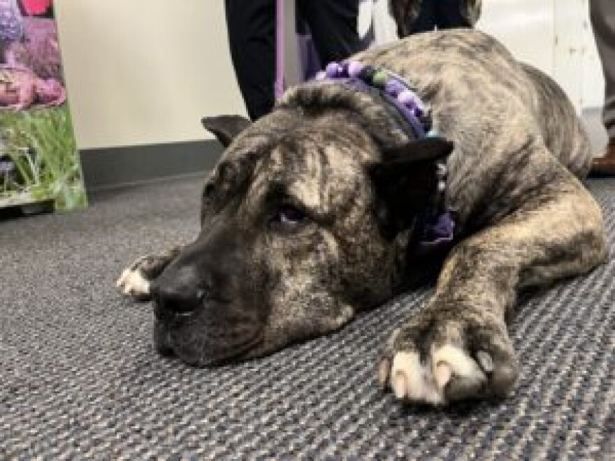 Ethan the dog, the inspiration behind a Kentucky law criminalizing abuse of dogs and cats, lays in a hallway of the Capitol Annex. His life is being turned into a feature film.
