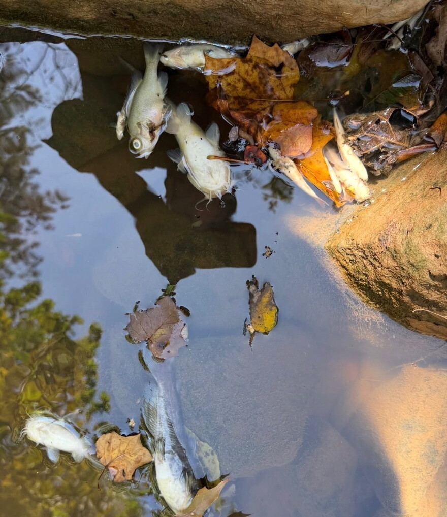 Dead fish floating in a Flint River tributary near Hartsfield-Jackson International Airport.
