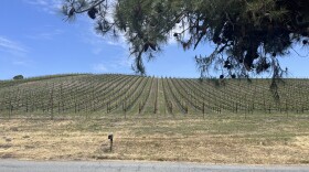 One of the many vineyards off of Highway 46 in the Paso Robles area.