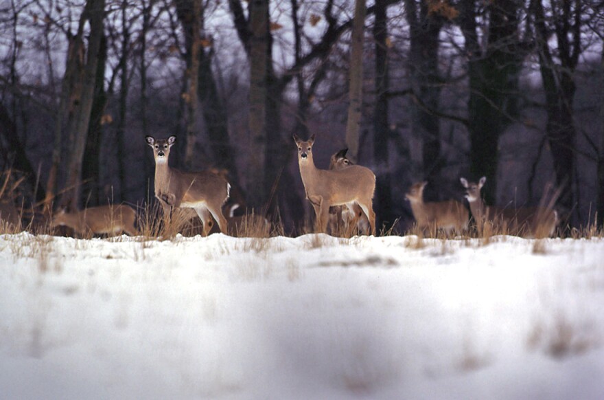 A new bill introduced in the state senate would overturn the deer baiting and feeding ban in the Lower Peninsula.