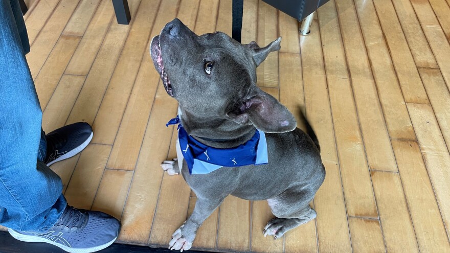 Blue, a 4-year-old mix breed dog.
