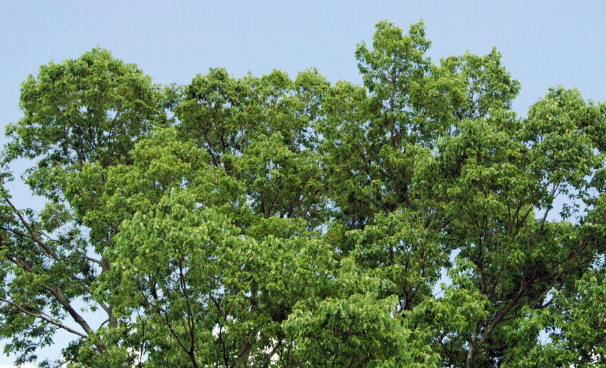 Hackberry Tree